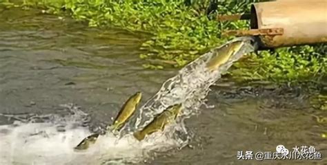 養魚的水